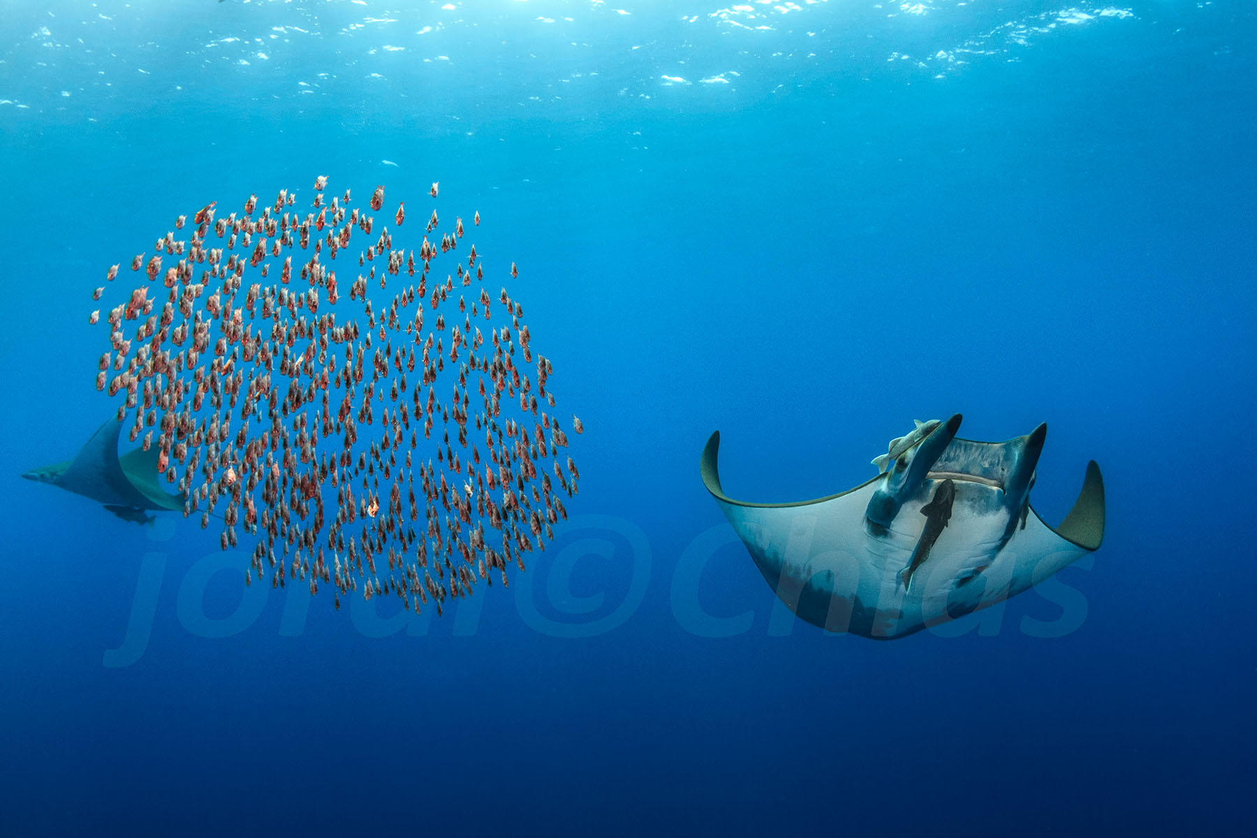 Big fish Jordi Chias Underwater photography